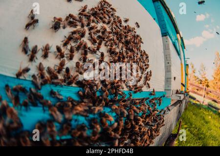 Photo en gros plan des abeilles planant autour de la ruche transportant du pollen Banque D'Images