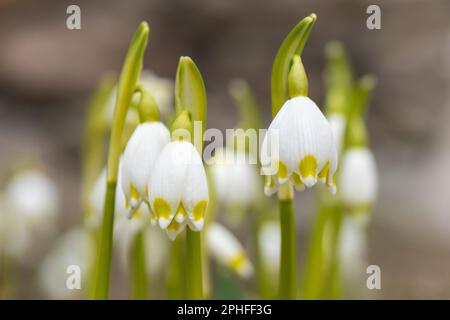 Leucojum vernum - fleurs des flocons de neige au début du printemps dans le parc. Gros plan de fleurs. Banque D'Images