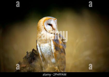 Un hibou de la grange et Tyto alba se trouve et cherche la nourriture, la meilleure photo. Banque D'Images