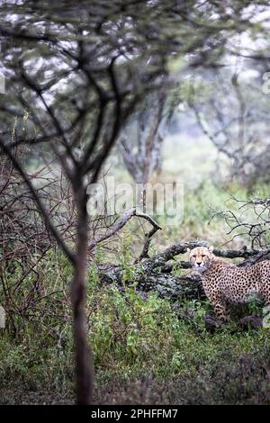 Le cheetah sauvage majestueux, un grand chat, dans la brousse du Parc National du Serengeti, Tanzanie, Afrique Banque D'Images