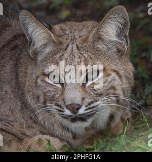 Un gros plan d'un magnifique bobcat qui regarde l'appareil photo. Lynx rufus. Banque D'Images