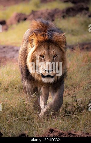 Gros plan d'un lion mâle sauvage majestueux avec une grande manne, simba, marchant dans la savane dans le parc national de Serengeti, Tanzanie, Afrique Banque D'Images