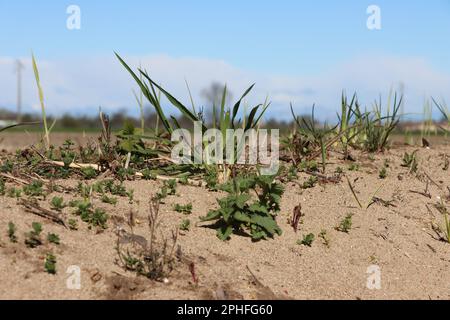 Terre sèche dans les champs de Lombardie méridionale Banque D'Images