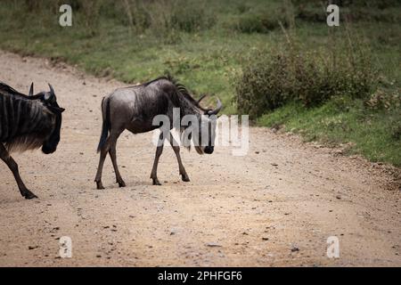 Le plus sauvage des fandins, gnus, traversant une route dans la savane dans le parc national du Serengeti, Tanzanie, Afrique Banque D'Images