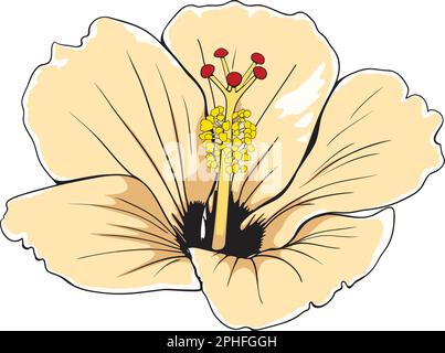 Élégante fleur hawaïenne à motif hibiscus. Fleur de printemps dessinée à la main avec contour noir, ombres et lumières. Illustration de Vecteur