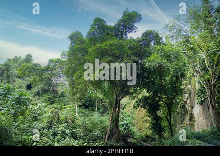 Photographié au milieu d'une forêt dense et luxuriante sur Bohol aux Philippines, avec un immense arbre en plein foyer. Banque D'Images