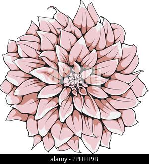 Fleur vectorielle Zinnia élégante dessinée à la main. Illustration de Vecteur