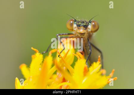 La mouche d'émeraude (Lestes parraina) perchée au sommet du pic de fleurs de la tourbière Asphodel (Narthecium ossifragum) dans la réserve naturelle de Glen Affric Nationa, Invern Banque D'Images