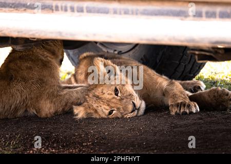 Animaux sauvages mignons de lion, simba, sous une jeep safari lors d'un trajet de jeu dans le parc national de Serengeti, Tanzanie, Afrique Banque D'Images