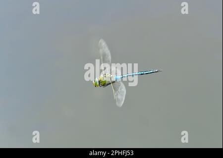 L'empereur Dragonfly (Anax imperator) mâle survolant un étang de faune récemment construit à trois prés de bois de Hagges, dans le nord du Yorkshire, en Angleterre, en 2 juin Banque D'Images