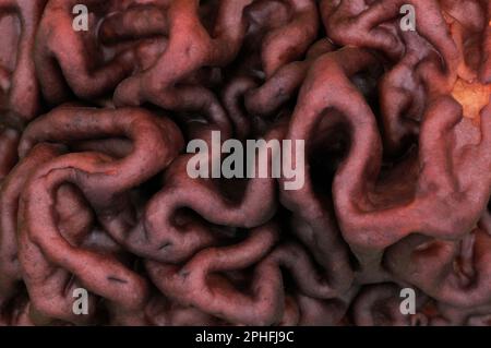 Champignons de la fausse Morelle (Gyromitra esculenta) gros plan d'un spécimen sur le plancher d'une forêt de pins indigènes, réserve naturelle du Loch Garten RSPB, Écosse Banque D'Images