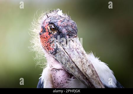 Gros plan d'une grande cigogne de marabout africain sauvage dans la savane du Parc national du Serengeti, Tanzanie, Afrique Banque D'Images