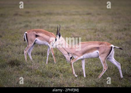 Une paire d'antilopes sauvages d'impala, rooibok, qui broutage dans la savane du Parc national du Serengeti, Tanzanie, Afrique Banque D'Images