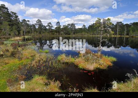 Glen Affric, Coire Loch, Peatbog lochan, habitat de premier choix pour les libellules dans la forêt de pins indigènes restante, réserve naturelle nationale de la forêt Glen Affric. Banque D'Images