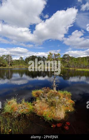 Glen Affric, Coire Loch, Peatbog lochan, habitat de premier choix pour les libellules dans la forêt de pins indigènes restante, réserve naturelle nationale de la forêt Glen Affric. Banque D'Images