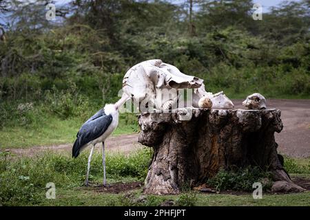 Grand porc africain sauvage de Marabou avec tête dans un crâne d'éléphant dans le Parc national de Serengeti en Tanzanie, Afrique Banque D'Images