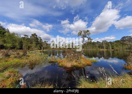 Glen Affric, Coire Loch, Peatbog lochan, habitat de premier choix pour les libellules dans la forêt de pins indigènes restante, réserve naturelle nationale de la forêt Glen Affric. Banque D'Images