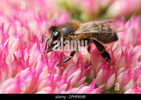 L'abeille (API mellifera) se nourrissant du nectar de la plante cultivée de Sedum spectabile dans le jardin, Berwickshire, Écosse, septembre 2016 Banque D'Images