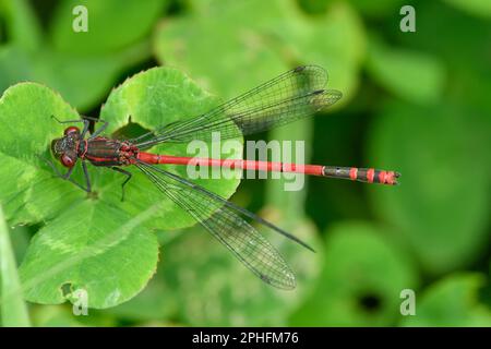 Grande mouche rouge (Pyrrhhosoma nymphula) reposant sur une feuille de trèfle blanche près d'un étang, trois prés de bois de Hagges, North Yorkshire, Angleterre, juin 2021 Banque D'Images