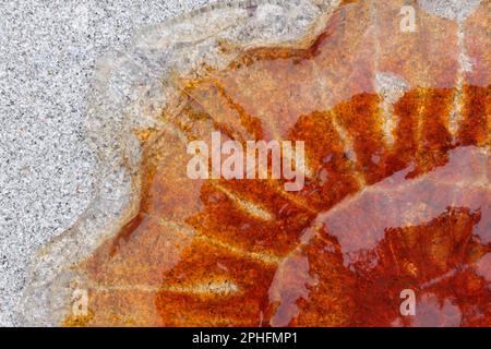 Méduses de la Mane du lion (Cyanea capillata) vue aérienne d'une section de spécimens morts et échoués sur la plage, Sanday, Orkney, Écosse, août 2019 Banque D'Images