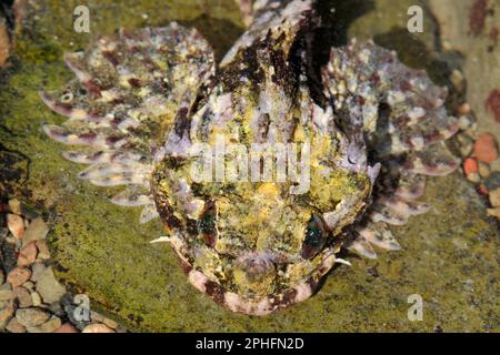Scorpion de mer à longue durée (Taurulus bubalis) gros plan de la tête et des nageoires de poissons dans rockpool peu profond. Banque D'Images