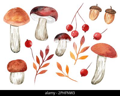 Ensemble de champignons aquarelles Banque D'Images