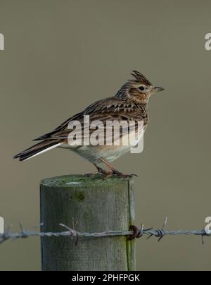 Un Skylark (Alauda arvensis) perché sur un poteau en bois avec la crête relevée, Northumberland Banque D'Images