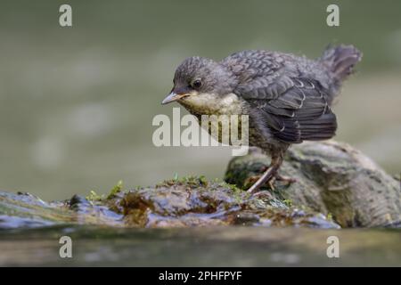 encore incertain... Dipper ( Cinclus cinclus ), juvénile à part Banque D'Images