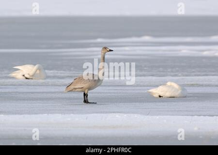 juvénile... Cygne de Bewick (Cygnus bewickii) sur un lac gelé. Banque D'Images