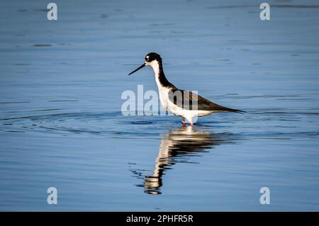 Pilotis à col noir avec réflexion dans l'eau calme dans le parc national de la rivière Myakka à Sarsota, Floride États-Unis Banque D'Images