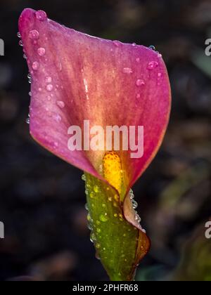 Gros plan d'un nénuphars rose (Zantedeschia aethiopica) également connu sous le nom de nénuphars Banque D'Images