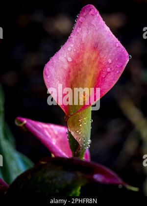 Gros plan d'un nénuphars rose (Zantedeschia aethiopica) également connu sous le nom de nénuphars Banque D'Images