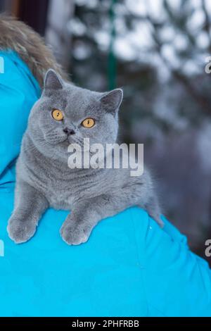 Chat domestique d'une race britannique de shorthair avec des yeux jaunes dans la neige, Un chat britannique gris s'assoit sur la main courante d'une maison de campagne en plein air dans le froid Banque D'Images