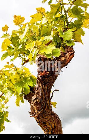 Monnières . Jeune pousse de raisin dans le vignoble de Nantes au printemps. Loire-Atlantique. Pays de la Loire Banque D'Images