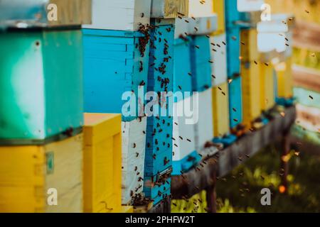 Photo en gros plan des abeilles planant autour de la ruche transportant du pollen Banque D'Images
