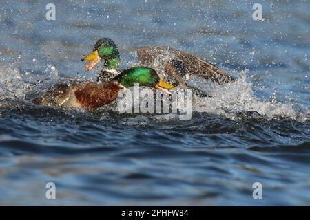 Deux canards colverts de drake Anas platyrhynchos se battent au printemps pour participer à l'accès aux femelles pour l'accouplement Banque D'Images