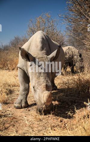 De près. Nambia : CES SUPERBES images montrent qu'un photographe se rapproche et se montre personnel avec une paire de jeunes rhinocéros blancs. Une image montre la photo Banque D'Images