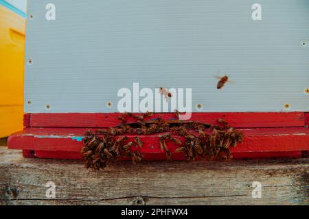Photo en gros plan des abeilles planant autour de la ruche transportant du pollen Banque D'Images