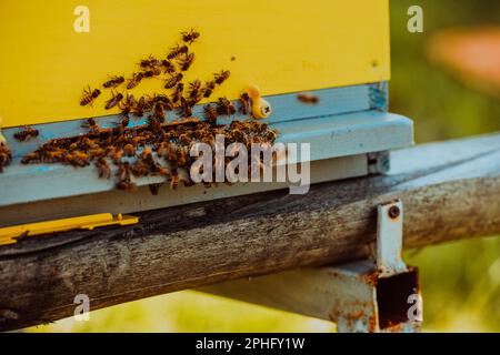 Photo en gros plan des abeilles planant autour de la ruche transportant du pollen Banque D'Images