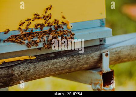 Photo en gros plan des abeilles planant autour de la ruche transportant du pollen Banque D'Images