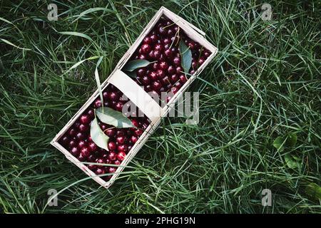 Cerises mûres dans un panier en bois sur l'herbe. Contenant plein de fruits. Vue de dessus avec espace de copie Banque D'Images
