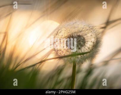 Pissenlit dans de longues herbes rétroéclairé par le soleil couchant, regardant les détails de gros plan du monde naturel et des fleurs sauvages Banque D'Images