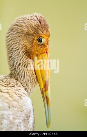 Gros plan d'une jeune cigogne laiteuse reposant sur une rive d'une rivière urbaine, Singapour Banque D'Images
