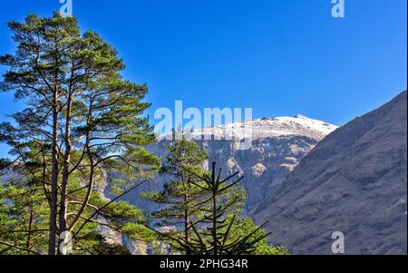 Glen COE Highland Scots Scots pins et le pic enneigé de Bidean nam bian Banque D'Images