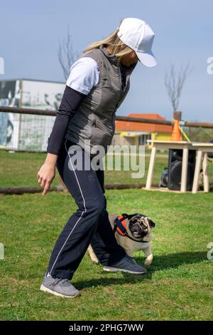 femme entraîneur enseignant un mops chien pug lui montrant ce qu'il faut faire dans une école de chien . Banque D'Images