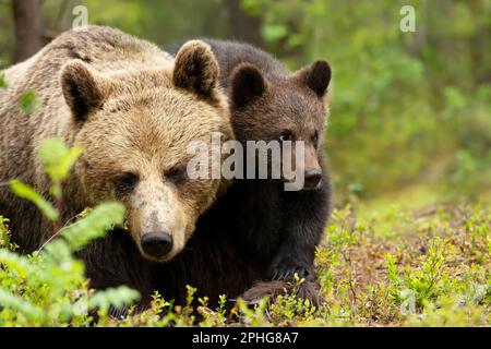 Gros plan de l'ours brun eurasien femelle (Ursos arctos) et de son cub dans la forêt boréale, en Finlande. Banque D'Images