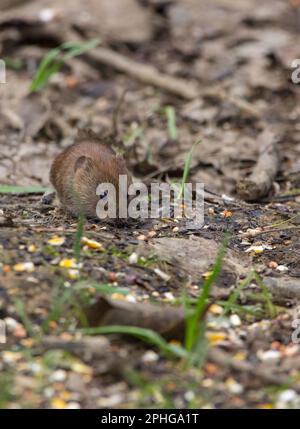 Bank vole Clethrionomys glareolus marron brillant châtaignier couche petites oreilles exposées queue courte poilue gris dessous nez émoussé, dans la peau d'oiseau manger des graines Banque D'Images