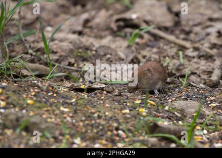 Bank vole Clethrionomys glareolus marron brillant châtaignier couche petites oreilles exposées queue courte poilue gris dessous nez émoussé, dans la peau d'oiseau manger des graines Banque D'Images