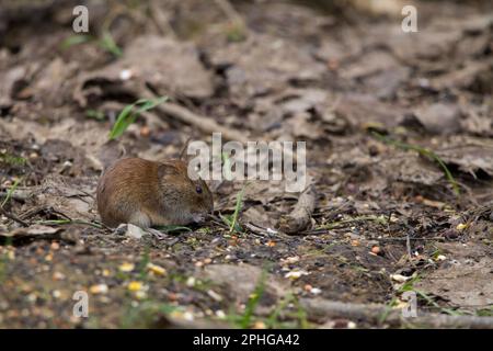 Bank vole Clethrionomys glareolus marron brillant châtaignier couche petites oreilles exposées queue courte poilue gris dessous nez émoussé, dans la peau d'oiseau manger des graines Banque D'Images