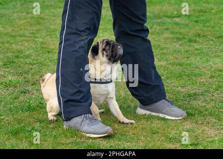 femme entraîneur enseignant un mops chien pug lui montrant ce qu'il faut faire dans une école de chien . Banque D'Images